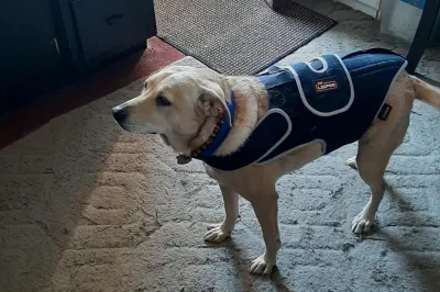 Dog Back Brace for IVDD review 