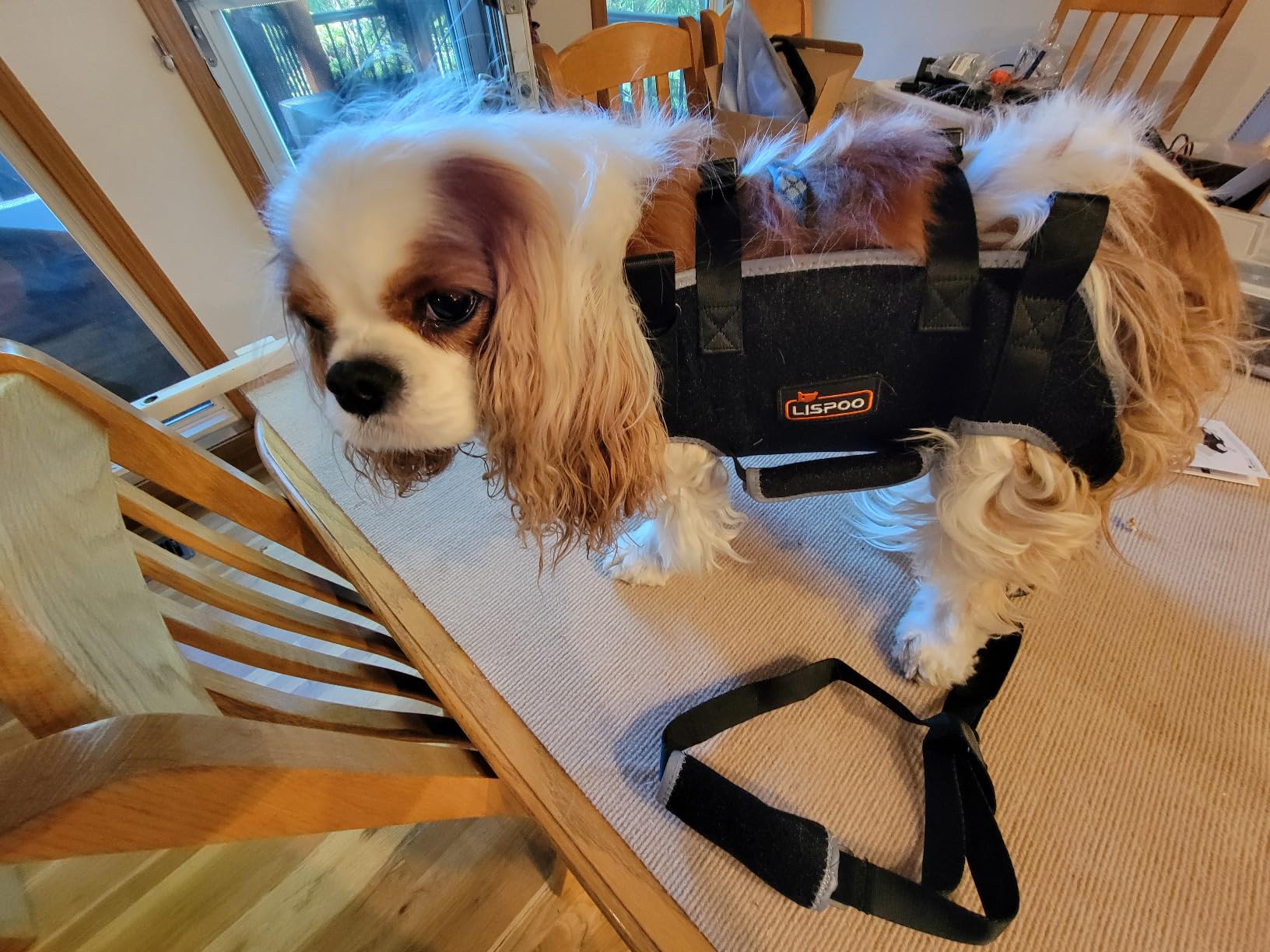 Total Body Lift Harness for Dogs review Ella Gray