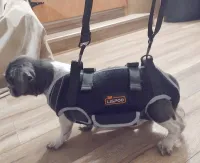 Dog Lift Harness with Handle review 0