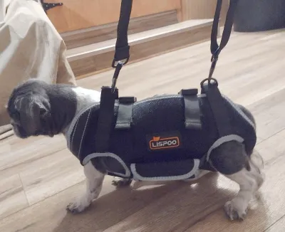 Dog Lift Harness with Handle review 