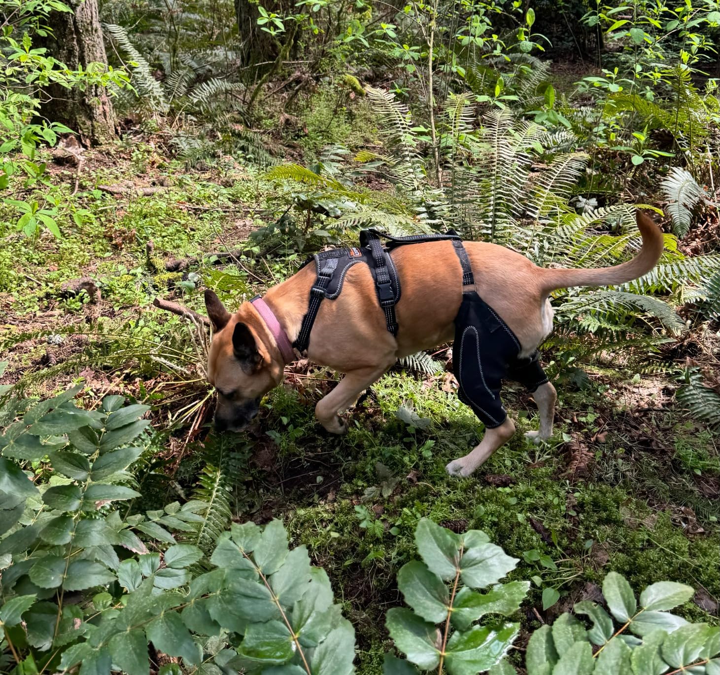 Dog Knee Brace with Metal Hinge Support for Acl review Meredith House