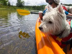 Durable Dog Life Jacket for Water Safety review Mirabelle
