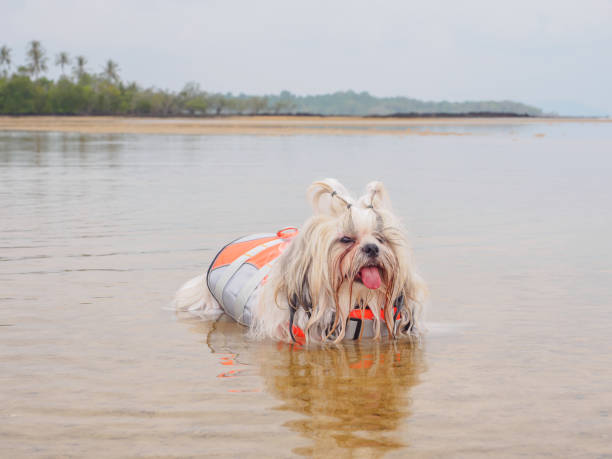 Durable Dog Life Jacket for Water Safety review Glorious