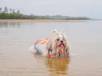 Durable Dog Life Jacket for Water Safety review 0