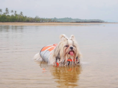 Durable Dog Life Jacket for Water Safety review 