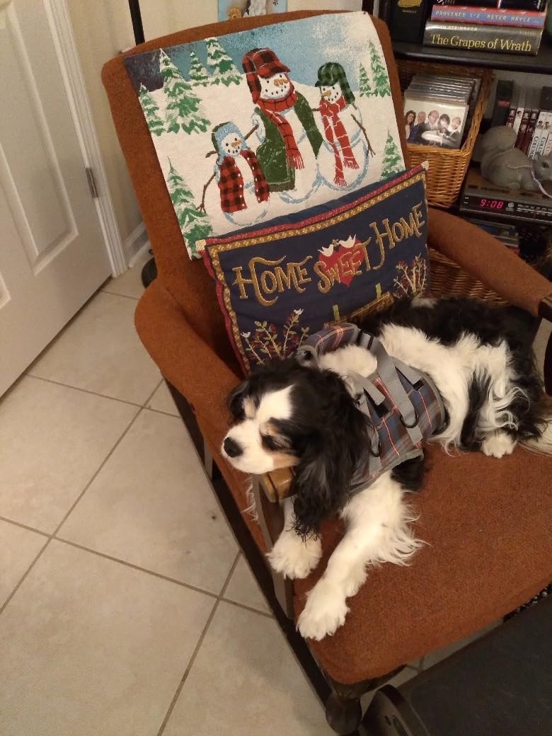 Grid Dog Lift Harness for Front Legs review Tab Dewey