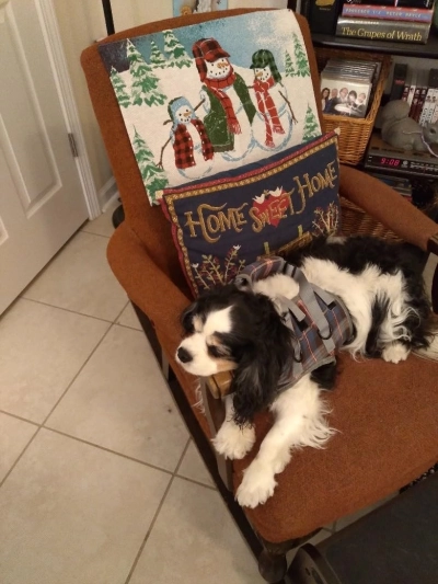 Grid Dog Lift Harness for Front Legs review 