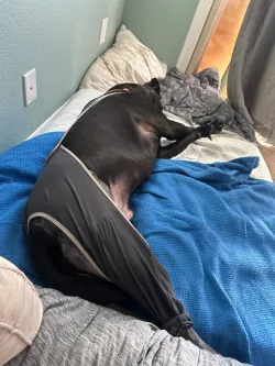 Licking Sleeve for Dogs Hind Leg review Boris Chaplin
