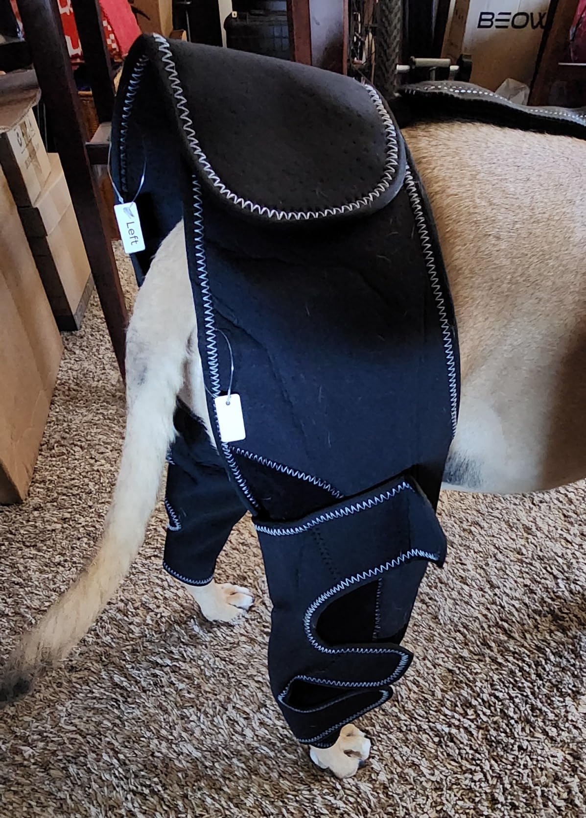 Dog Knee Brace for Back Leg Torn CCL review Norman Pearson