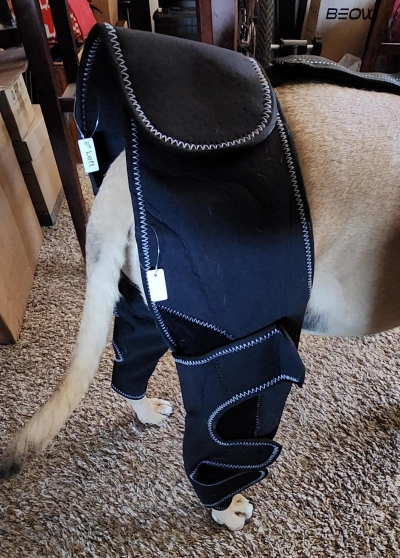 Dog Knee Brace for Back Leg Torn CCL review 