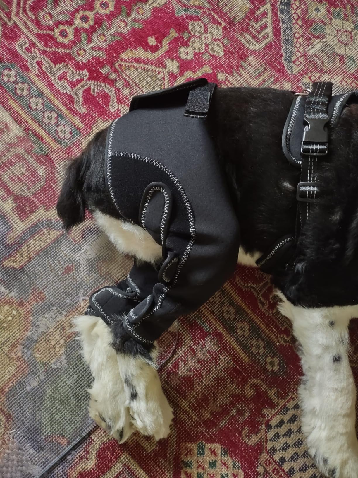 Dog Knee Brace for Back Leg Torn CCL review Patricia Grantham