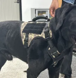 Tactical Harness for Dogs for Outdoor Sports review Janet Snow 01