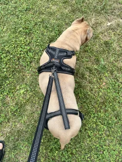 Dog Torn Acl Brace review Andrea Alcott 01