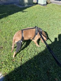 Dog Torn Acl Brace review 1
