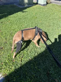 Dog Torn Acl Brace review 1