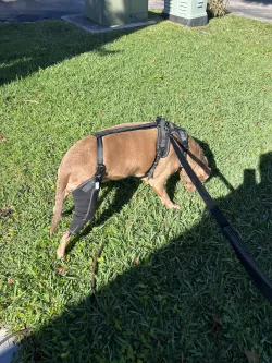 Dog Torn Acl Brace review Andrea Alcott 02