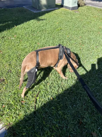 Dog Torn Acl Brace review Andrea Alcott 02