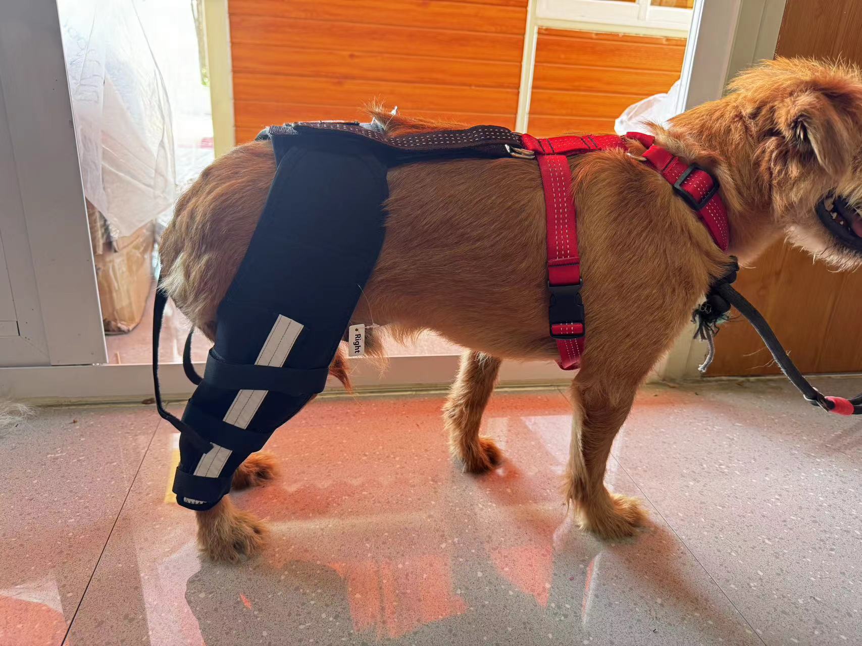 Luxating Patella Dog Knee Brace review Cleveland Jeremiah