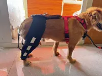 Luxating Patella Dog Knee Brace review 0