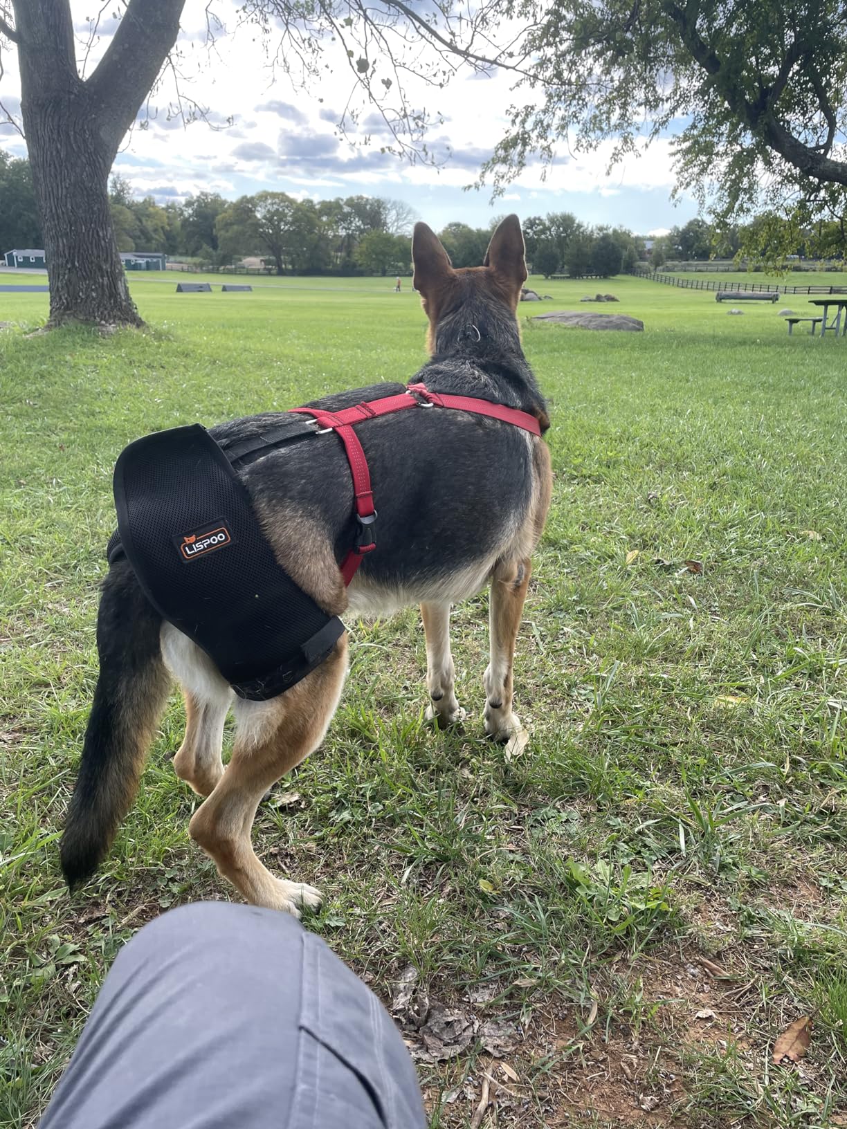 Labrador Dog Hip Brace  review Barbara Giles