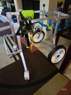 Lightweight Quad Wheelchair for Small Dogs review Maxwell Morris