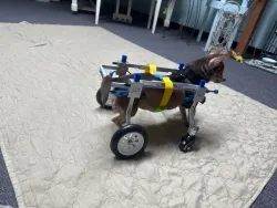Lightweight Quad Wheelchair for Small Dogs review Hedy Laurie