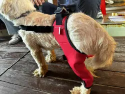 Dog Double Leg Brace review Elroy Childe