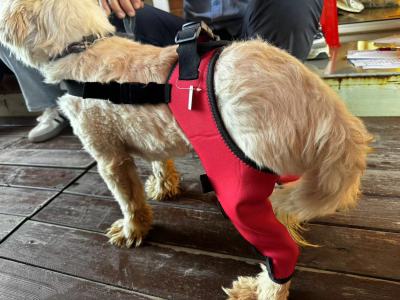 Dog Double Leg Brace review
