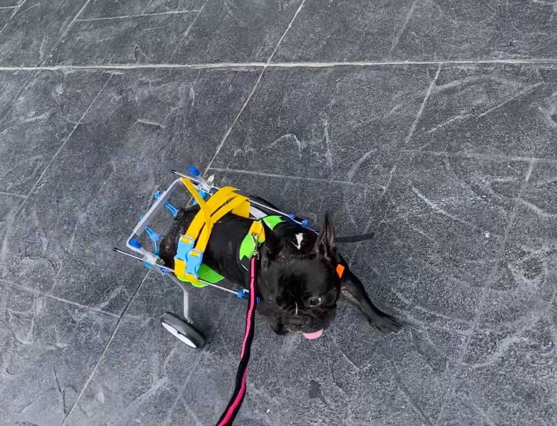 Small Dog Wheelchair for Hind Legs review Harley Pullman