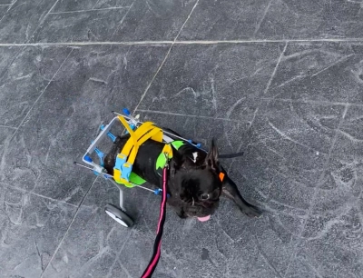 Small Dog Wheelchair for Hind Legs review 