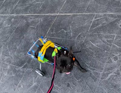 Small Dog Wheelchair for Hind Legs review