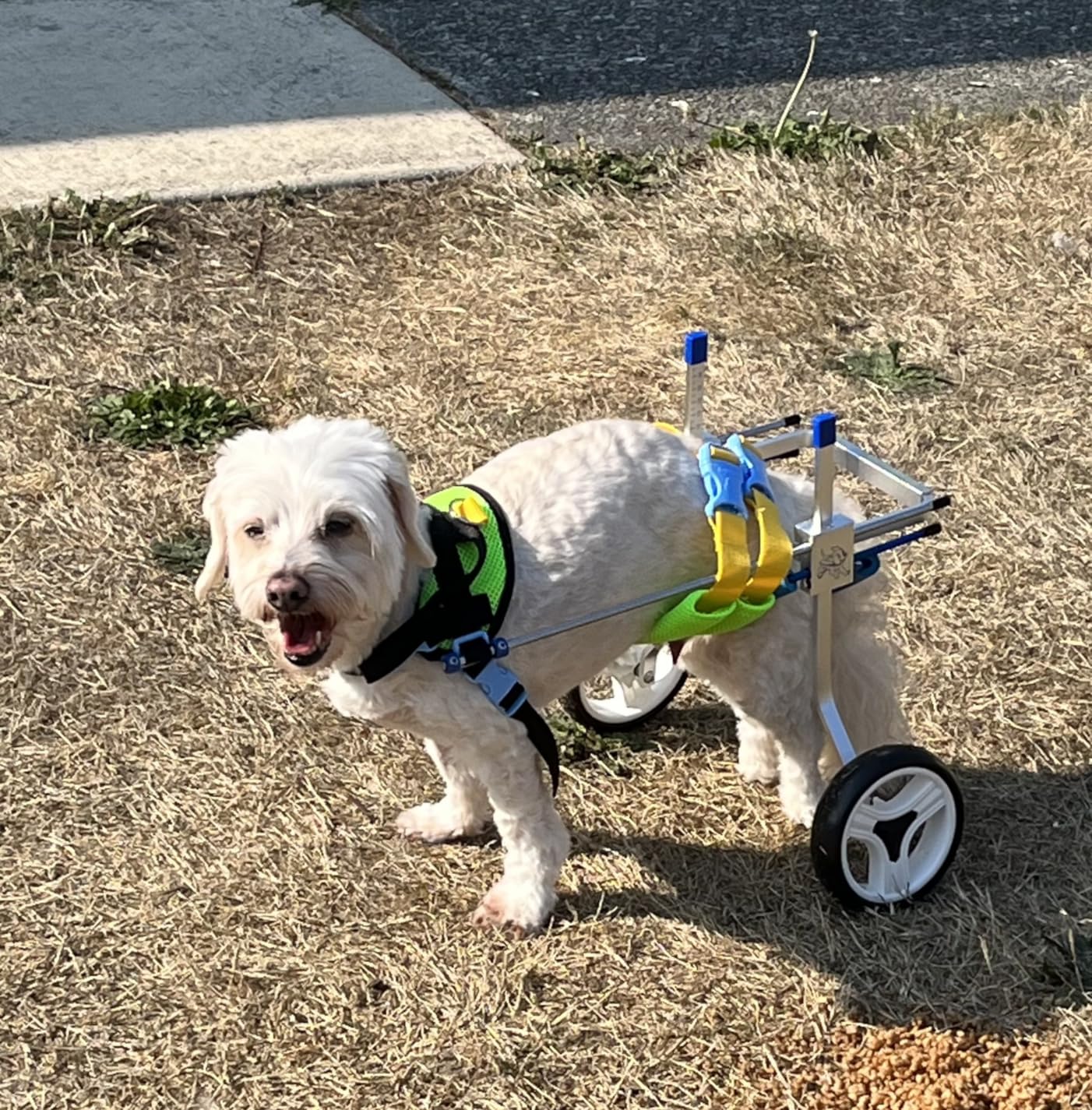 Small Dog Wheelchair for Hind Legs review Boyd Oliver