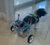 Small Dog Wheelchair for Hind Legs review 0