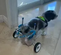 Small Dog Wheelchair for Hind Legs review Horace Jonson 01