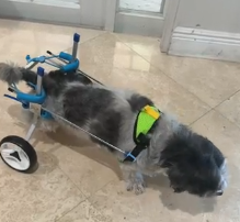 Small Dog Wheelchair for Hind Legs review Horace Jonson 02