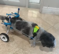 Small Dog Wheelchair for Hind Legs review 1