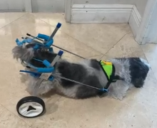 Small Dog Wheelchair for Hind Legs review Horace Jonson 03