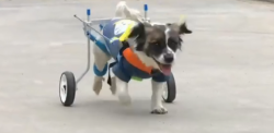 Small Dog Wheelchair for Hind Legs review Chasel Turner 01