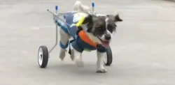 Small Dog Wheelchair for Hind Legs review Chasel Turner 01