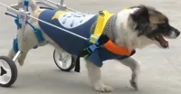 Small Dog Wheelchair for Hind Legs review 1