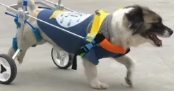 Small Dog Wheelchair for Hind Legs review Chasel Turner 02