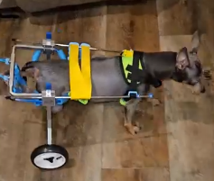 Small Dog Wheelchair for Hind Legs review Cathy Harriman