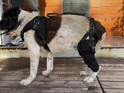 Golden Retriever Double Hind Leg Hinged Knee Brace review Prudence Bridges 01