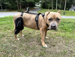 Dog Knee Brace for Torn Acl Hind Leg review Cathy Harriman