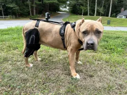 Dog Knee Brace for Torn Acl Hind Leg review Cathy Harriman