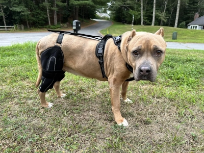 Dog Knee Brace for Torn Acl Hind Leg review 