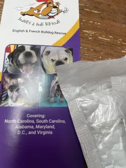 Dog Hip Support Brace for Dysplasia review Wright Caroline