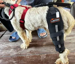 Luxating Patella Dog Knee Brace review Andre Peg