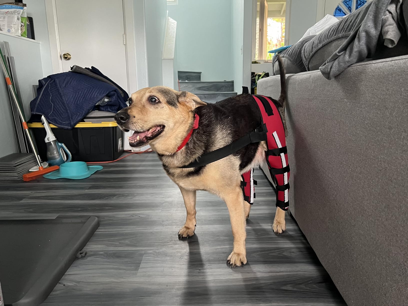 Hinged Dog Double Leg Brace review 0