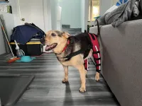 Hinged Dog Double Leg Brace review 0